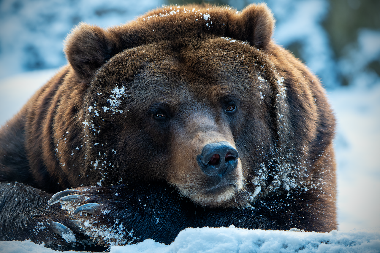 brown bear, bear, nature-8756478.jpg