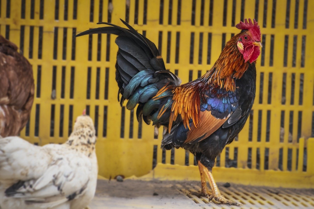gallo, nature, bird-8751556.jpg